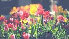 A flower garden of tulips