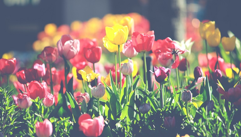 A flower garden of tulips