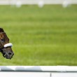 The Kentucky Derby, run in the state governed by Kentucky adoption laws