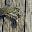 A Maryland blue crab who is not bound by Maryland adoption laws, since crabs do no't recognize human law
