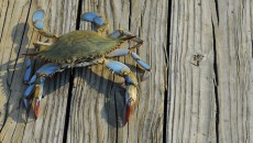 A Maryland blue crab who is not bound by Maryland adoption laws, since crabs do no't recognize human law