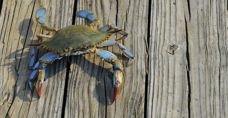 A Maryland blue crab who is not bound by Maryland adoption laws, since crabs do no't recognize human law