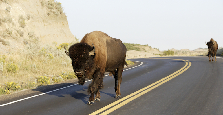 Bison walking on a road thinking about North Carolina adoption laws
