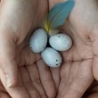 Tiny birds eggs, representing an egg donor