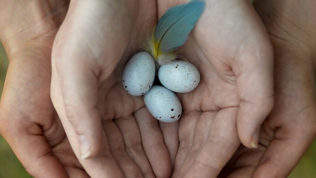 Tiny birds eggs, representing an egg donor