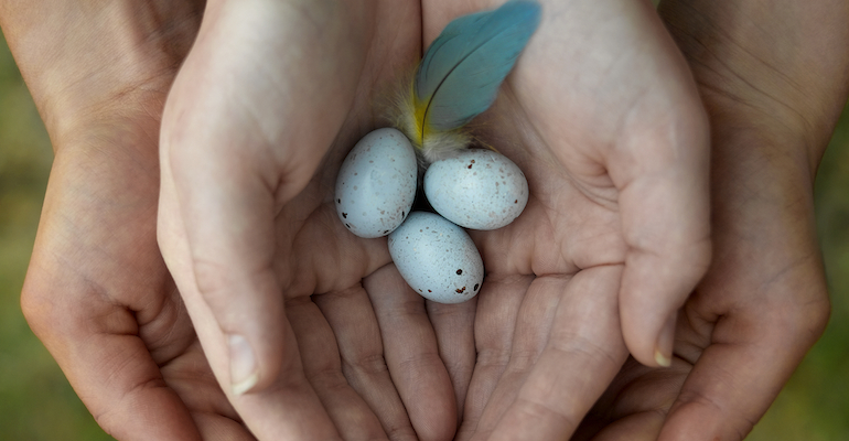 Tiny birds eggs, representing an egg donor